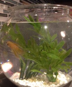 Koller Products Panaview 1-Gallon Globe Fish Bowl (BL10RFFP) 31 71dtieCgAL