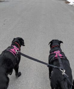 Leashboss Short Dog Leash for Dog Training | Padded Traffic Handle Short Leash for Dog Training, Total Comfort when Dog Walking | Traffic Leash for Dogs Large, Medium, Small | Short Nylon Dog Lead 12 Inch Black 48 71dyo2liI1L