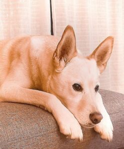 FURemover Original Indoor Pet Hair Rubber Broom and Pet Hair Remover Lint Brush Set, Colors May Vary FURemover Broom and Brush Combo 44 71dyojsYY9L