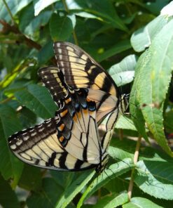 Moto G6 with Alexa Hands-Free – 32 GB – Unlocked (AT&T/Sprint/T-Mobile/Verizon) – Black - Prime Exclusive Phone 32 GB Storage + 3 GB RAM 21 71dzIu213PL