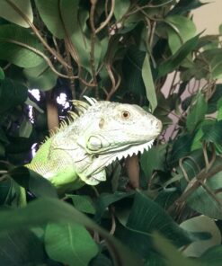 Nearly Natural 6' Palace Style Silk Artificial Ficus Tree, 6ft, Green 5216 6 ft 30 71e02Usv9dL