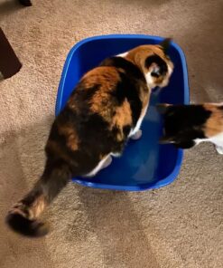 Van Ness Pets Large Open High Sided Cat Litter Box, Blue, CP2HS Pack of 1 31 71e1VvDpHjL