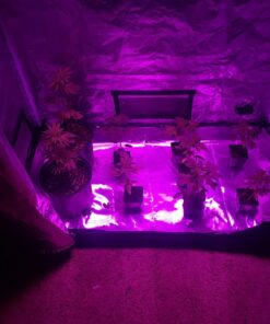 iPower 48"x24"x60" Grow Tent with Observation Window and Removable Floor Tray, Tool Bag for Indoor, 24" x 48" x 60", Black/Silver 24" x 48" x 60" 31 71e6P8q2ZaL