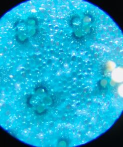 Learning Resources Prepared Slides Combo Set, 48 Specimens Standard Packaging 23 71e6cDyTSpL