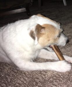 Best Bully Sticks All Natural Premium 12 Inch Jumbo Bully Sticks for Large Dogs - USA Baked & Packed - 100% Grass-Fed Beef - Single-Ingredient Grain & Rawhide Free Dog Chews - 8 Pack 12" Natural Scent 8 Count (Pack of 1) 30 71e7qTrix3L 2