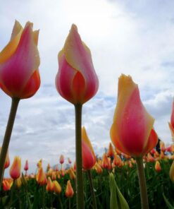 Fujifilm XF14mmF2.8 R Black 14mm f2.8 Lens Single Item 42 71e7z0dFopL