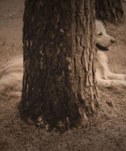 Corel PaintShop Pro X9 Ultimate (Old Version) 11 71eA1rM142L