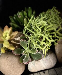 FATPLANTS 10 Living Succulent Cuttings 61 71eAThnKJpL