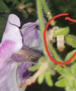 Monterey LG6332 Bacillus Thuringiensis (B.t.) Worm & Caterpillar Killer Insecticide/Pesticide Treatment Concentrate, 16 oz 1 pint (16 oz.) 34 71eBOBKpqL