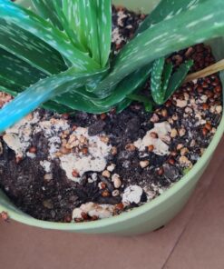 Bazos 1500 Live Ladybugs - Good Bugs - Ladybugs - Ladybugs for Garden - Guaranteed Live Delivery (1500) 16 71eBqoy4nAL