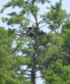 Nikon COOLPIX P900 Digital Camera (Black) 77 71eDN0IujL