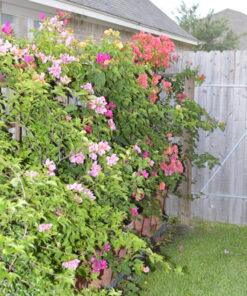 Nikon D3200 24.2 MP CMOS Digital SLR with 18-55mm f/3.5-5.6 Auto Focus-S DX VR NIKKOR Zoom Lens (Black) (OLD MODEL) Black w/ 18-55mm Base 78 71eESJLGiL