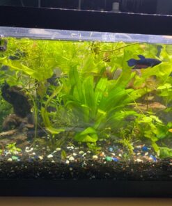 Staurogyne Repens Tissue Cultured - Foreground Aquarium Plant 56 71eElGo4VHL