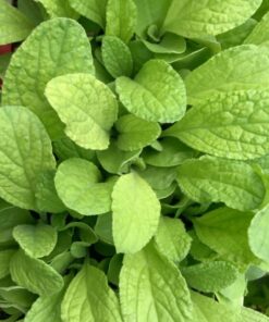 12 Culinary Herb Seeds Assortment - Non-GMO Herb Garden Starter Set - Grow Cooking Herbs: Parsley, Thyme, Cilantro, Basil, Dill, Oregano, Sage & More 52 71eHuULtPL 3