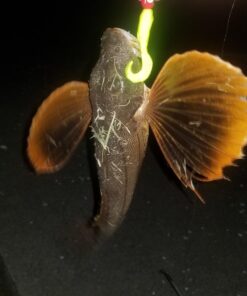 Berkley Gulp! Alive Swimming Mullet Soft Fishing Bait Chartreuse 4in - Pint 4x7 35 71eIUjyR cL