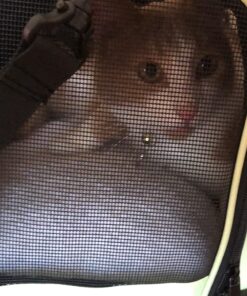 Henkelion Pet Carrier for Small Medium Cats Dogs Puppies up to 15 Lbs, Airline Approved Small Dog Carrier Soft Sided, Collapsible Travel Puppy Carrier - Green 17.0"L x 11.0"W x 11.0"H 32 71eIYgq9oWL