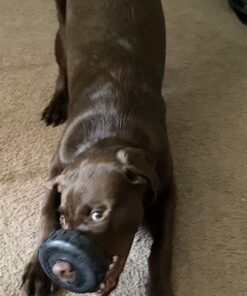 KONG - Tires - Durable Rubber Chew Toy and Treat Dispenser for Power Chewers - for Medium/Large Dogs Standard Packaging 34 71eKHGjKyL