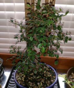 Brussel's Live Chinese Elm Outdoor Bonsai Tree - 5 Years Old; 6" to 8" Tall with Decorative Container Small CERAMIC POT 54 71eMtjRQJkL