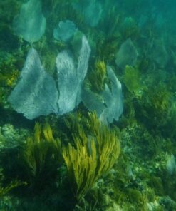 Fujifilm FinePix XP80 Waterproof Digital Camera with 2.7-Inch LCD (Yellow) Yellow 113 71ePFNalEL