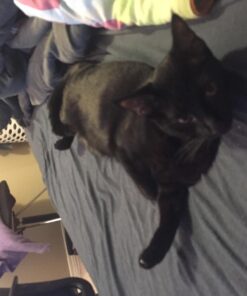 Comfort Zone with Feliway Diffuser Kit for Cat Calming, 1 Diffuser and 1 Refill 27 71eQS6mkE3L