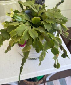 Miracle-Gro Cactus, Palm & Citrus Soil - For Containers , Added Fertilizer Feeds for 6 Months, 8 qt. Potting Mix 35 71eQn5N8LjL