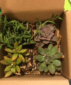 Shop Succulents Unique Succulent Plant Pack Collection - Live Mini Succulent Plants, Low Maintenance, Exceptional Colors & Textures - Wedding and Party Favors, Gift & Garden, Pack of 4 4-Pack Succulent Packs 43 71eTyYJ3kXL