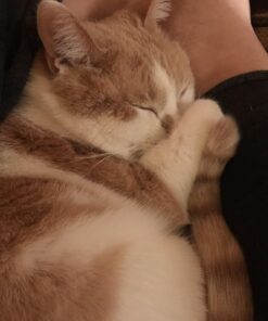 Comfort Zone with Feliway Diffuser Kit for Cat Calming, 1 Diffuser and 1 Refill 25 71eVr61sR0L