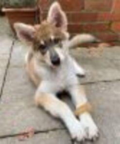 Alternative view of Nylabone Puppy Chew Toy Starter Pack - Teething Toys for Puppies - Long Lasting Chews - Chicken & Bacon Flavor, Small (3 Count) Small/Regular - Up to 25 Ibs. Triple Pack