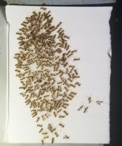 Terro T100-12 Liquid Ant Killer II, 1 oz, Pack of 1 32 71eXKgxz0pL