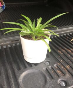 Novelty Majestic Full Depth Round Cylinder Pot, Glossy White, 6-Inch (10062) 31 71eYvaCb4fL