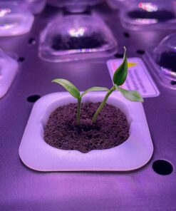 Bell Pepper Seeds for Planting - California Wonder - Heirloom Non-GMO Pepper Seeds for Planting - 100 Seeds - Sweet Pepper Matures from Green to Red by RDR Seeds 24 71ebYFEajL