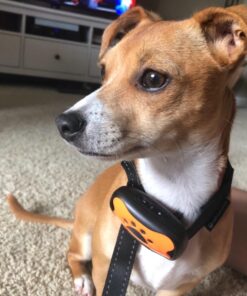 Dog Bark Collar - Stop Dogs Barking Fast! Safe Anti Barking Devices Training Control Collars, Small, Medium and Large pet deterrent. No shock, remote or citronella. Sound, vibration training device 30 71eeN miosL