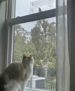 Large Clear Window Bird Feeder - Extended House with Strong Suction Cups - Steel Perch Sliding Feed Seed Tray - See Through Transparent Big Birdhouse - Wild Finch, Cardinal, Blue Jay - Cool Cat Gift 83 71efBWD8yDL