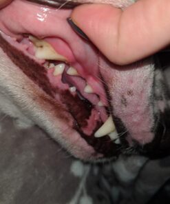 Proden PlaqueOff Dental Care for Dogs and Cats, 180gm 48 71eg9E0ljfL