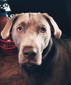 Royal Canin Labrador Retriever Puppy Breed Specific Dry Dog Food, 30 lb. bag 39 71egL0LuUOL