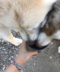 Highwave AutoDogMug Dog Water Bottle BPA-Free Portable Dog Water Bottle | Leak-Proof Portable Dog Water Bottle for Hiking and Traveling | Dish-Washer Safe, 20 oz Smoke 32 71egZbShiL