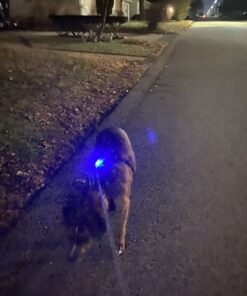 LED Safety Light (2 Pack) + Free Bonuses | Clip On Strobe/Running Lights for Runners, Dogs, Bike, Walking | The Best High Visibility Accessories for Your Reflective Gear, Bicycle etc Blue 28 71egg8l7WrL