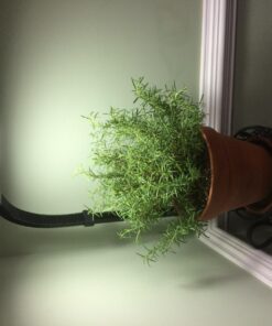 Lavish Home 72-6890 Floor Full Spectrum Natural Sunlight Lamp with Bendable Neck-Reading, Craft, Studying, and Esthetician Light (Black) Adjustable Lamp-6ft Black 25 71ehQ7v9qtL 1