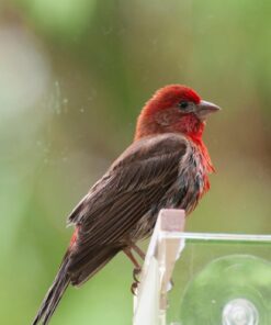 Large Clear Window Bird Feeder - Extended House with Strong Suction Cups - Steel Perch Sliding Feed Seed Tray - See Through Transparent Big Birdhouse - Wild Finch, Cardinal, Blue Jay - Cool Cat Gift 75 71ejRLRAMvL