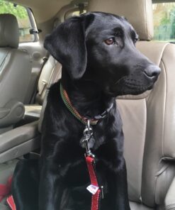 Dutchy Brand PetsLovers Durable Dog Seatbelt - Heavy Duty Strap, Reflective Lines, 2 Adjustable Sizes (15-25in or 22-37in) 5 71ejmYCNNpL