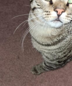 Purina Friskies Gravy Wet Cat Food , Meaty Bits - (24) 5.5 oz. Cans Chicken Dinner In Gravy, Gourmet Grill In Gravy, Beef In Gravy 5.5 Ounce (Pack of 24) 38 71eoOdCtIL