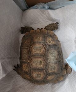 Amazon Basics Dog and Puppy Pee Pads with 5-Layer Leak-Proof Design and Quick-Dry Surface for Potty Training, X-Large, 28 x 34 Inch - Pack of 40, Blue & White Unscented X-Large (40 Count) 27 71eqaxYSCIL 1