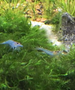 Blue Velvet Shrimp - Live Shrimp for Freshwater Aquariums or Tanks - Live Arrival Guarantee (10 Shrimp) 10 Shrimp 39 71erbecqd8L