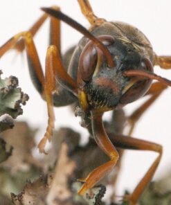 Oshiro 60mm f/2.8 2:1 LD UNC Manual Ultra-Macro Lens Compatible with Sony E-Mount a9, a7r, a7s, a7, a6600, a6500, a6400, a6300, a6000, a5100, a5000, a3500, a3000 Mirrorless Cameras (EOS-E) 53 71esgcxjpL