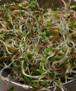 Todd's Seeds® Broccoli and Friends Sprouting Seed Mix, One Pound 45 71etJgMfH3L