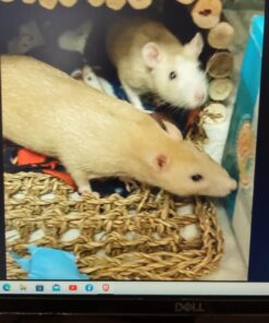 Lixit Critter Space Pod Hideaway Home for Guinea Pigs, Rats, Mice, Hamsters, Gerbils and Other Small Animals (Assorted, Large) Assorted 44 71ewn9Pm0 L