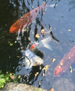 TetraPond Koi Vibrance, Soft Sticks, Easy to Digest Floating Pond Food, 5.18 lbs 34 71f06yqYZL