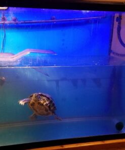 OASIS #64226 Turtle Ramp - Large 16-Inch by 11-Inch by 4-1/2-Inch, Black 51 71f0J6mJyL