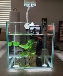 Marina CUBUS Glass Betta Kit – Elegant Glass Aquarium for Homes or Offices 44 71f1MipTBL