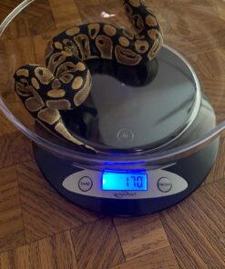 Weighmax Electronic Kitchen Scale - Weighmax 2810-2KG black 1 Count (Pack of 1) 31 71f3iBeyWQL